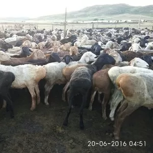 Продам овец! Казахская курдючная порода мясосального направления
