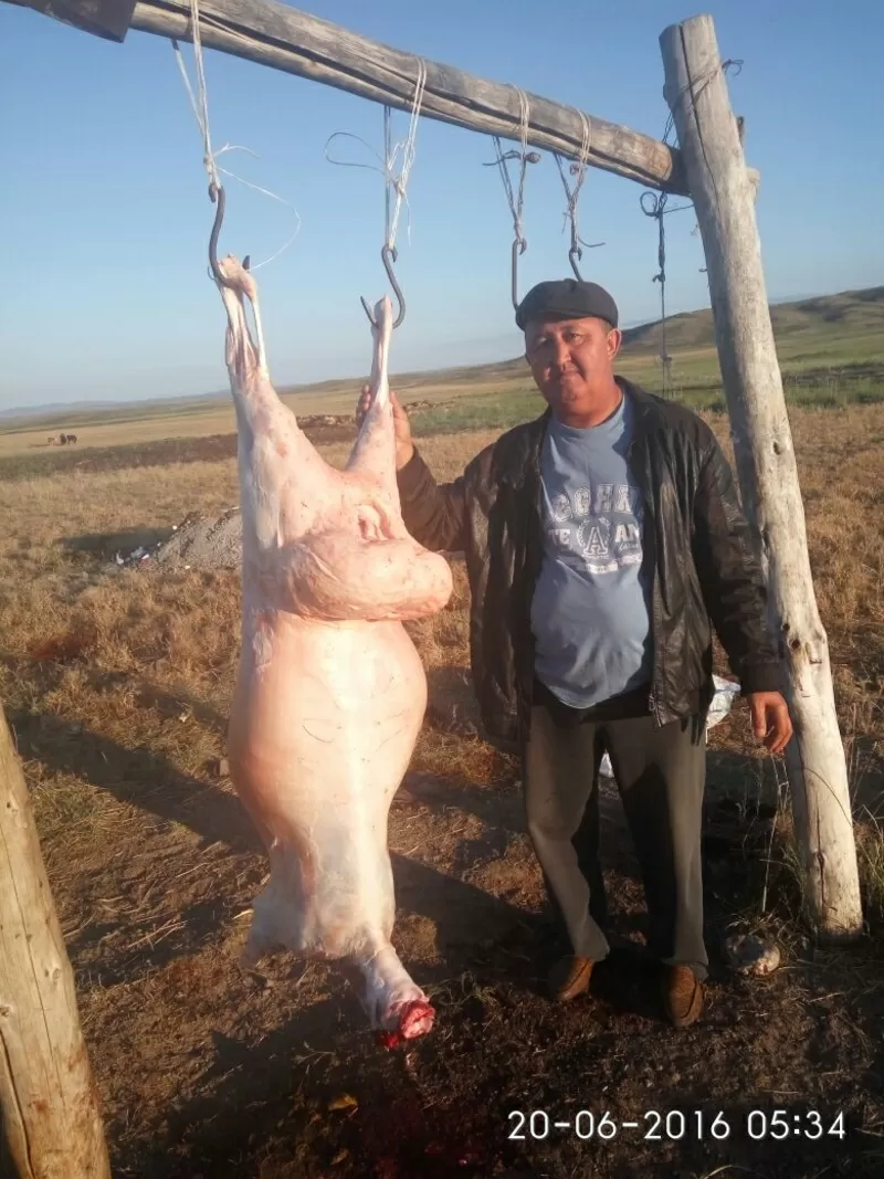 Продам овец! Казахская курдючная порода мясосального направления 3