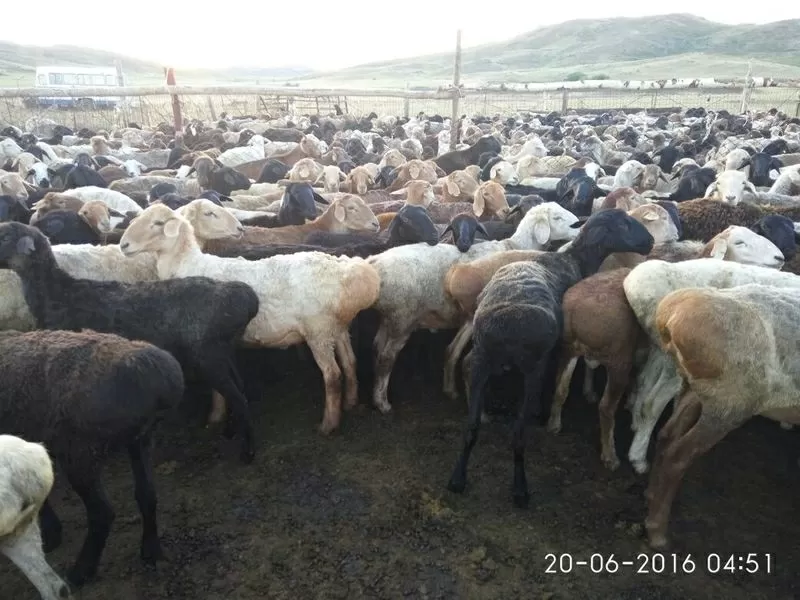 Продам овец! Казахская курдючная порода мясосального направления