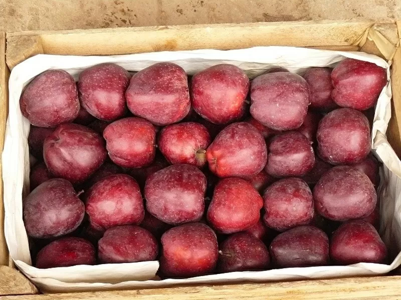 Яблоки польские отличного качества урожай 2018 2